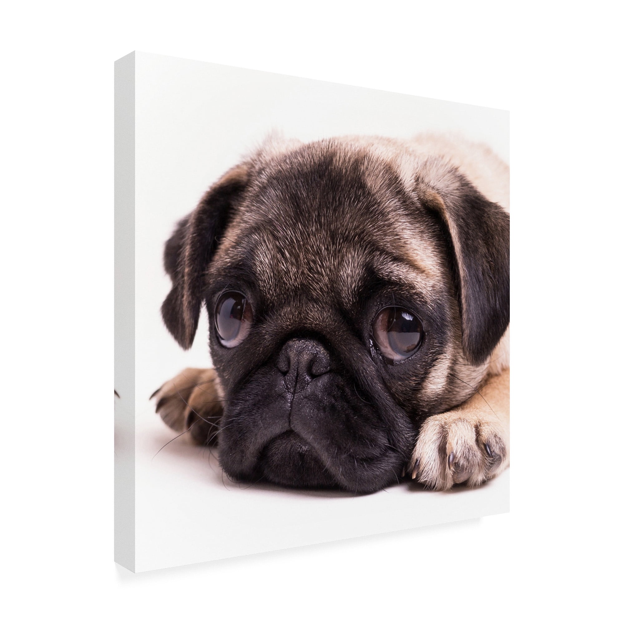 Trademark Fine Art 'Sad Sack Pug' Canvas Art by Edward M. Fieldin