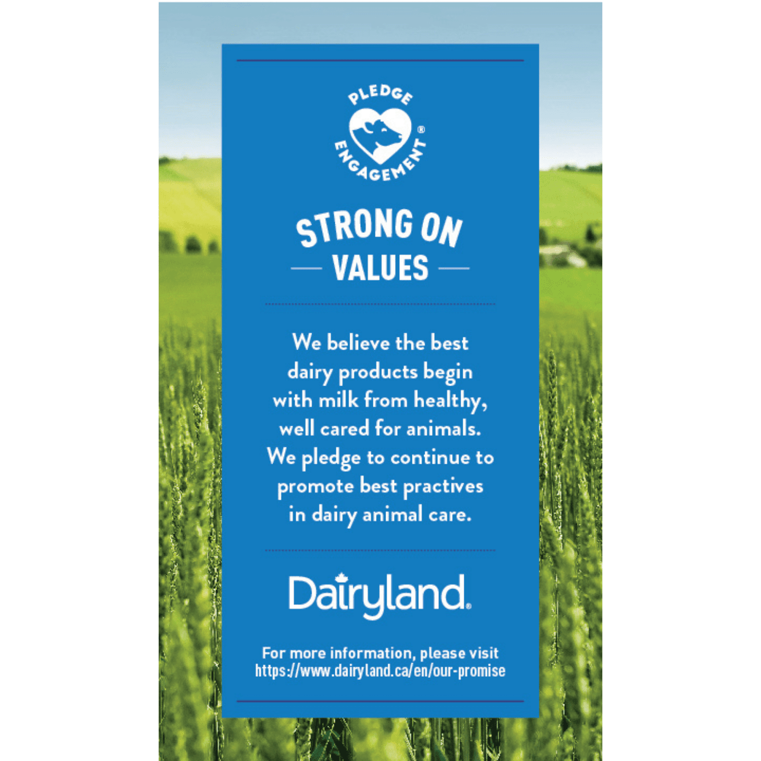 Dairyland Whipping Cream