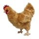 thumbnail image 3 of Adore 12"" Standing Buffy The Hen Chicken Peluche de juguete de peluche, 3 of 4