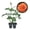 2 Plants, variant on Westerland Rose Bush - 1 Live Starter Plant - Beautiful Landscaping Shrub Rose - Vigorous Fragrant Apricot-Orange Blooms