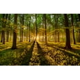 thumbnail image 2 of Keller 24x17 Gold Ornate Wood Framed with Double Matting Museum Art Print Titled - Forrest Light, 2 of 4