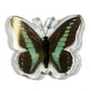 Ed Speldy East Company MT504 Real Bug Common Blue Bottle Butterfly, Magnet
