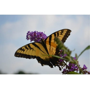 Baker "Butterfly Resting" Wall Decal