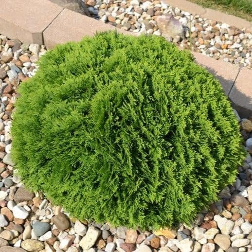 Little Giant Arborvitae Dwarf Evergreen Shrub, 2 Live Gallon Size, Low  Maintenance, Hardy - Walmart.com