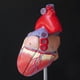 thumbnail image 2 of Modelo de corazón humano de tamaño natural, modelo cardíaco anatómico, suministros de laboratorio de aprendizaje, modelo médico, 2 of 3