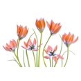 thumbnail image 2 of Disher, Mandy 32x23 Black Ornate Wood Framed with Double Matting Museum Art Print Titled - Apricot Tulips, 2 of 4
