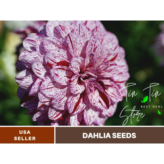 40  Seeds| Hulin's Carnival Dahlia Perennial Seeds - | Seeds, Herbal Seeds, Flower Seeds, GMO Free, Authentic Seed#D057