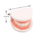 thumbnail image 2 of Juguete educativo Montessori para práctica de ayudas didácticas para cepillado de dientes (modelo de diente), 2 of 9