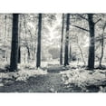 thumbnail image 3 of Frank, Assaf 24x19 Black Modern Framed Museum Art Print Titled - pathway through forest, 3 of 5