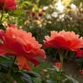 thumbnail image 3 of Livin Easy Dormant Bare Root Floribunda Rose, Includes one dormant plant per order, 3 of 4