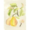 thumbnail image 2 of McCavitt, Naomi 25x32 Black Ornate Wood Framed with Double Matting Museum Art Print Titled - Custom Watercolor Fruit III (ASH), 2 of 4