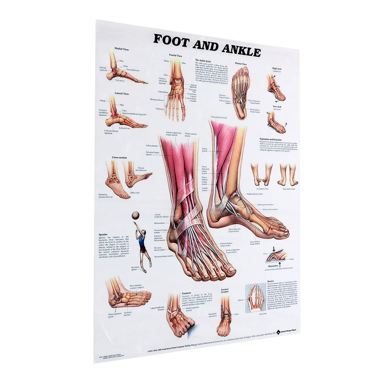 健康・医学 Anatomy of the Foot and ankle Foot and Ankle Anatomical Chart: Anatomical Chart Com
