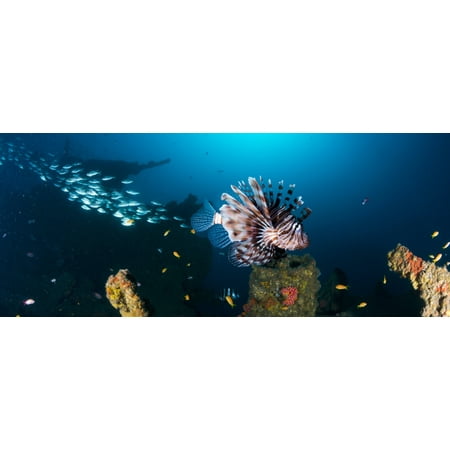 School of Devil Firefish (Pterois miles) floats above Coopers Light Wreck Durban South Africa Canvas Art - Panoramic Images (36 x (Best Art Schools In South Africa)