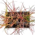 thumbnail image 6 of 3 Adagio Maiden Grass – Compact Clumping Ornamental Grass with Pink Plumes for Borders, Containers & Mass Plantings (Miscanthus sinensis ‘Adagio’) in 3.5″ Cubes, Live Plants, 6 of 8