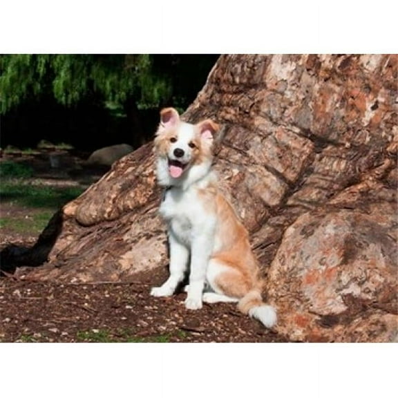 A Border Collie Puppy Dog Poster Print by Zandria Muench Beraldo - 24 x 17 in.