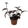 thumbnail image 2 of Burgundy Tradescantia - 2.5" Pot, 2 of 3