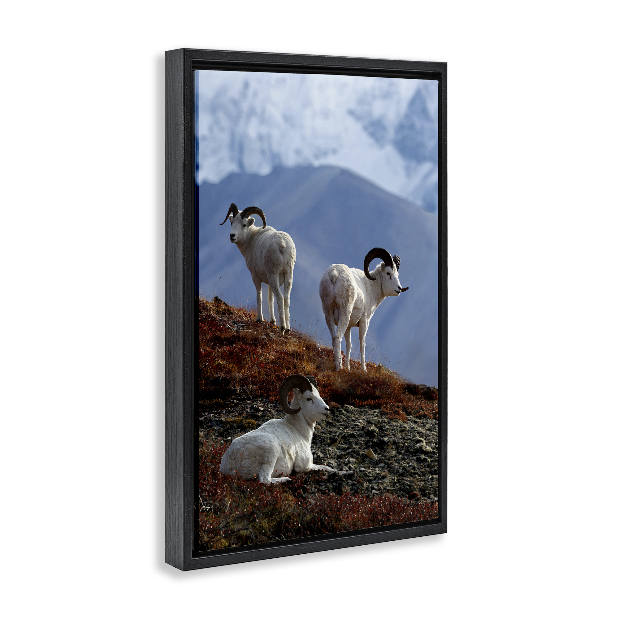 Stupell Industries Dall Sheep on Cliff Landscape & Nature Photography Black Floater Framed Canvas Art Print Wall Art, 21 x 31