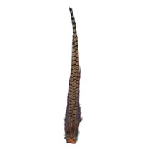 Zucker Feather Products Ringneck Pheasant Complete Tail - Natural - 4 - 24"