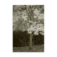 thumbnail image 2 of Gango Home Decor Fall Maple Fever VII Sepia by Vitaly Geyman (Printed on Paper); One 24x36in Fine Art Paper Giclee Print, 2 of 4
