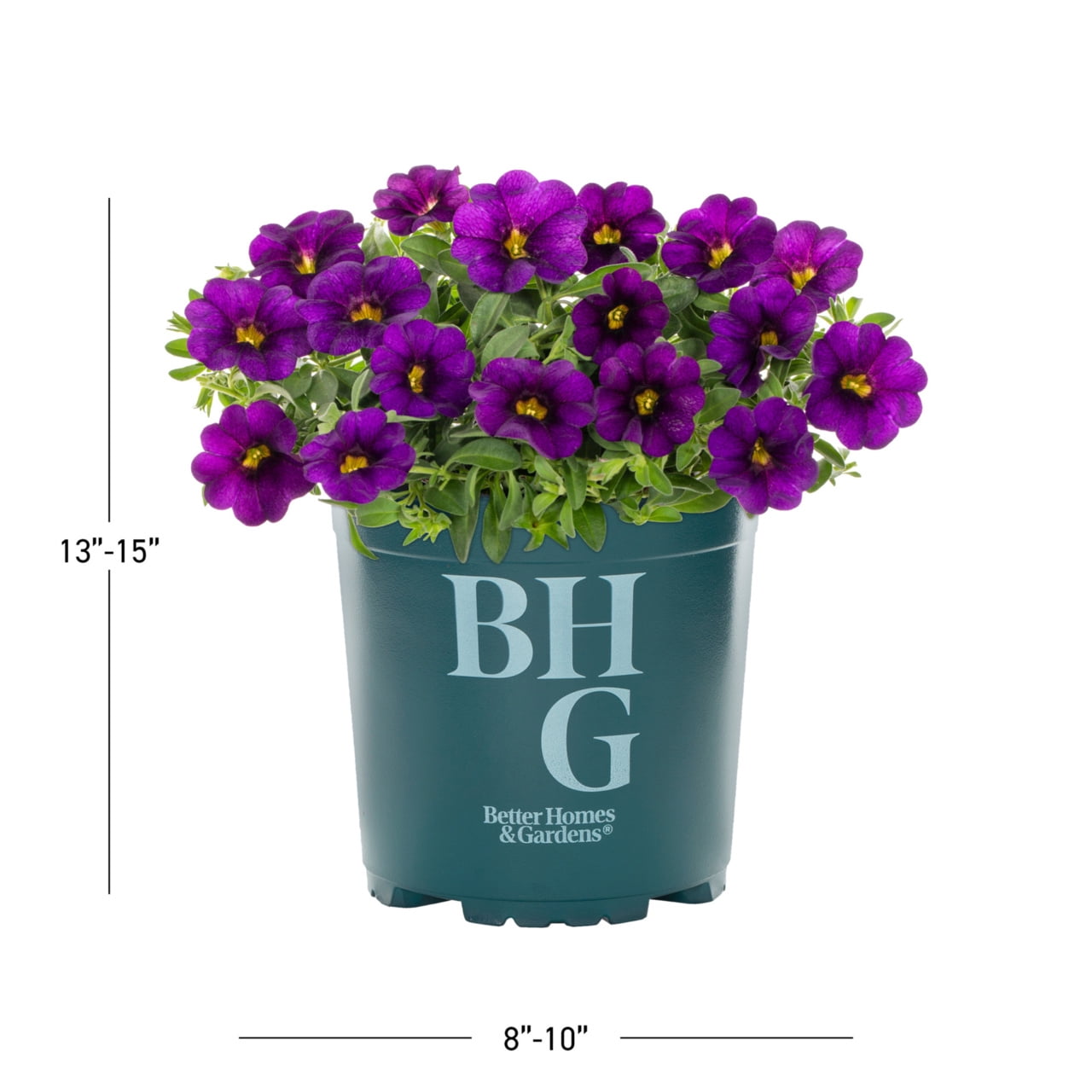Better Homes & Gardens Purple Calibrachoa Live Annual Plant 3-Pack, Full Sun