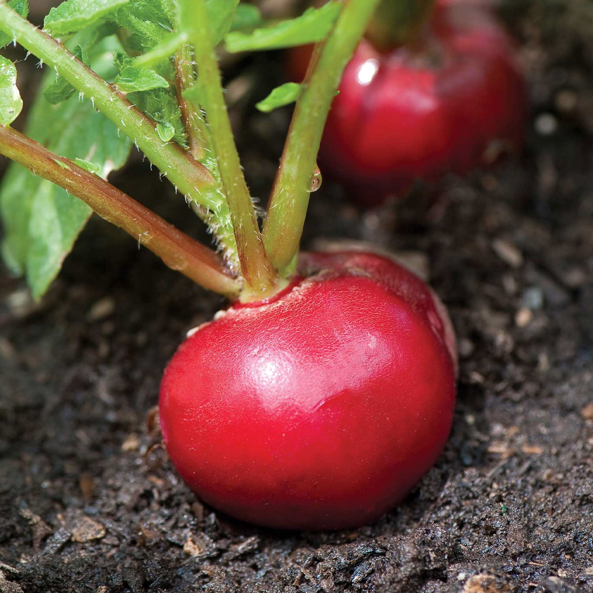 Burpee Organic Cherry Belle Radish, Plant Seeds for Home Garden