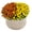 Orange & Yellow Bi-Color, variant on Better Homes & Gardens 3QT Orange & White Bi-Color Garden Mum Live Plant in Pumpkin Planter