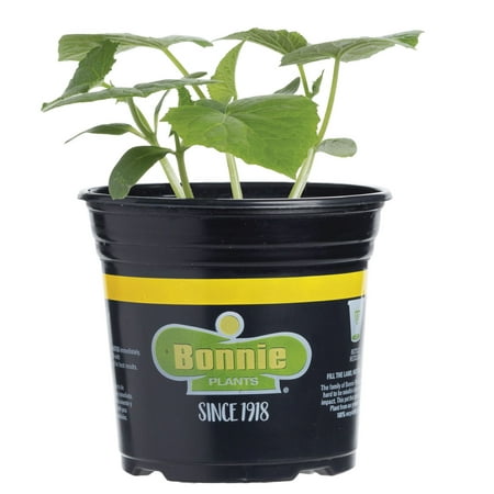 Bonnie Plants Pickling Cucumber 2.32 qt.
