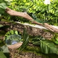 thumbnail image 2 of XIBUFE Reptile Branches for Climbing Bearded Dragon Branch Natural Non-Slip Habitat Decorations Reptile Decor, 2 of 8