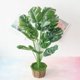 thumbnail image 2 of Mini Monstera artificial TUNC Sencillez 50 cm con maceta, 2 of 5