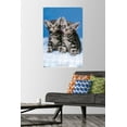 thumbnail image 3 of Keith Kimberlin - Kittens - Twins Wall Poster with Push Pins, 22.375" x 34", 3 of 3