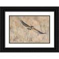 thumbnail image 1 of Chang, Phillip 32x23 Black Ornate Wood Framed with Double Matting Museum Art Print Titled - Baby Burrowing Owl, 1 of 4