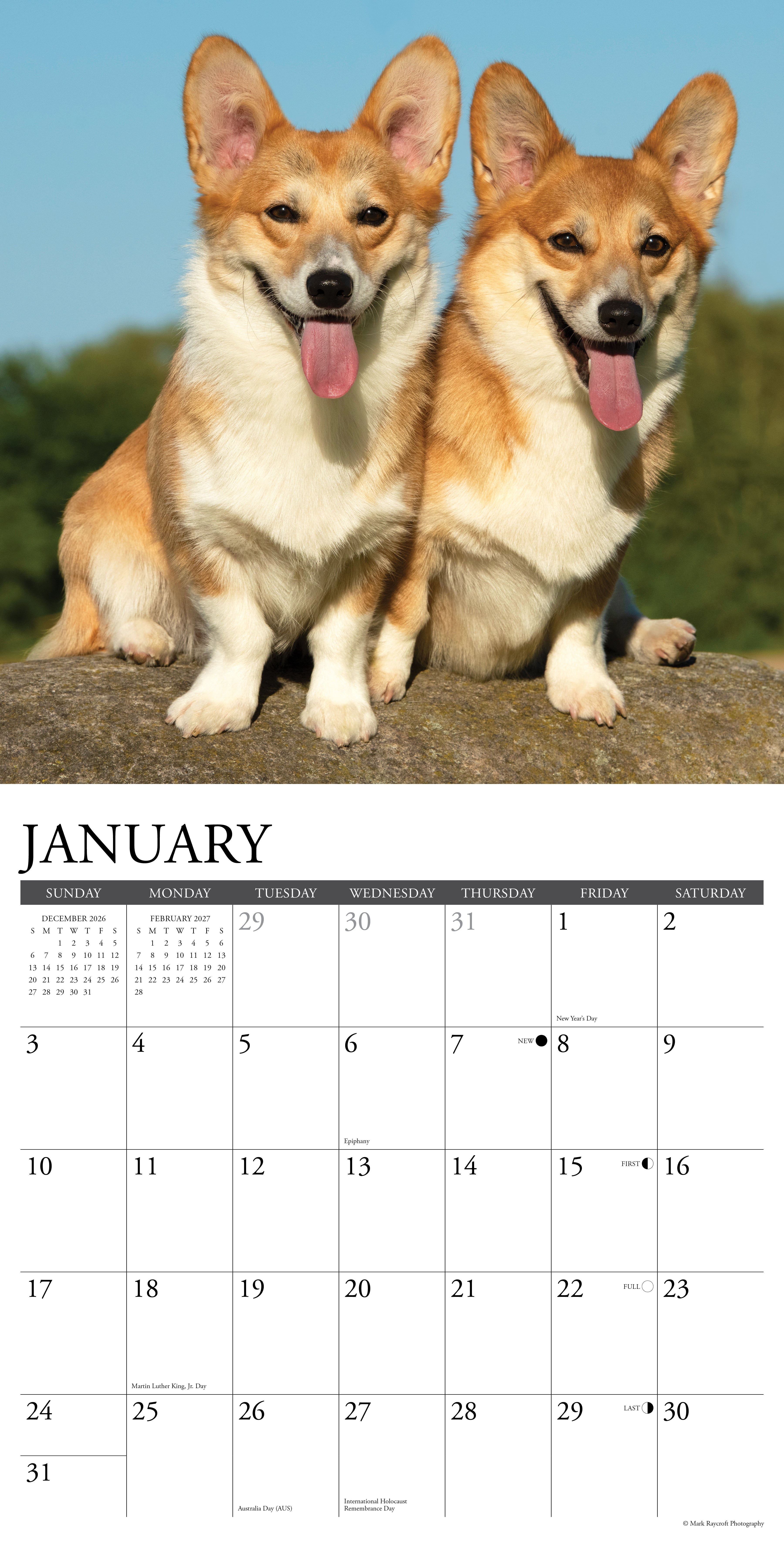 Willow Creek Press, Corgis 2027 Wall Calendar