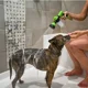thumbnail image 4 of Boquilla rociadora de alta presión, manguera, pistola de ducha para perros, 3 modos, ajustable, para lavado de mascotas, baño, agua, espuma, jabón, rociador, herramienta de limpieza para perros, 4 of 5