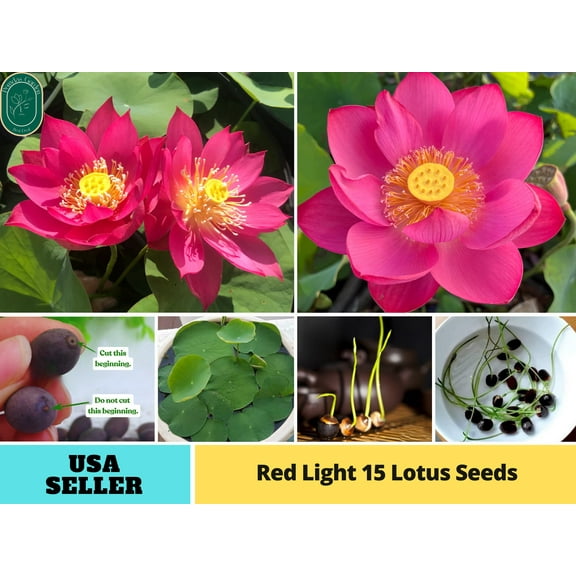 5 Rare Seeds| Red Light 15 Lotus Seeds - Indian Lotus (Nelumbo nucifera) Seeds - Flower Seeds - B3G1 #Q060