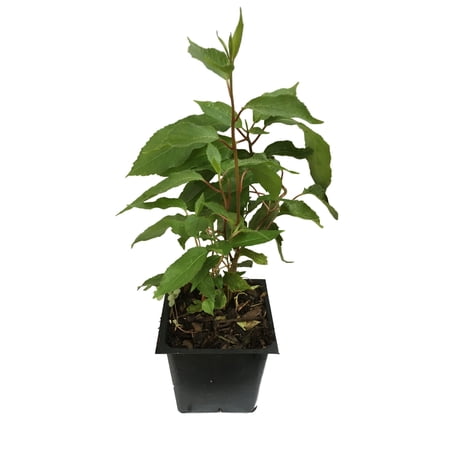 2 Hardy Ananasnaya Kiwi Plants -in 4 Inch Cups/ Kiwi Aruguta. Awesome Starter Plants! Female only, male plant required for pollination