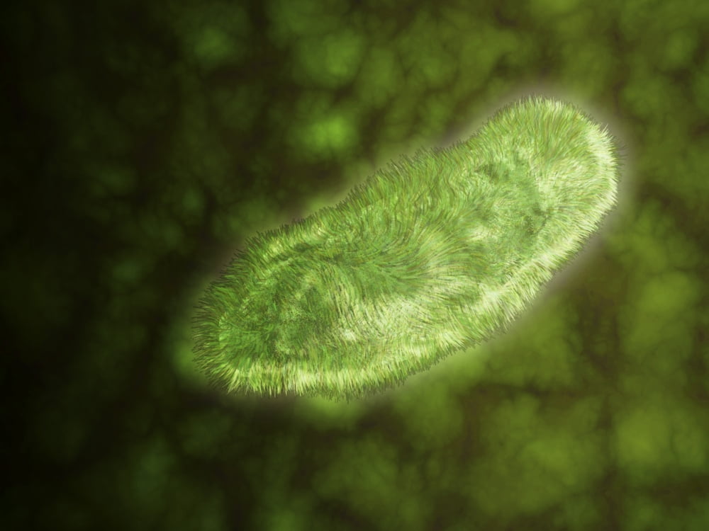 Microscopic View Of Protozoa Leishmaniasis And Dysentery Are Examples microscopic-view-of-protozoa-leishmaniasis-and-dysentery-are-examples