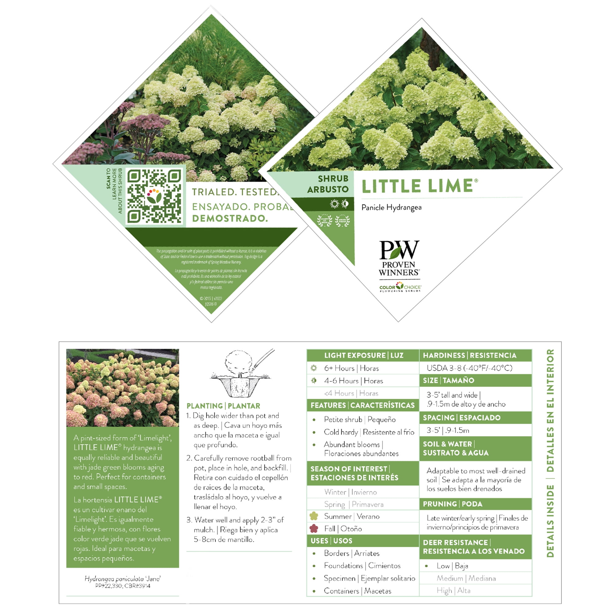 Proven Winners ColorChoice Little Lime Hydrangea Live Shrub (2 Gallon)