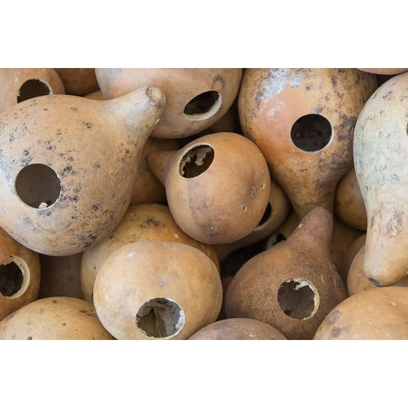 Bird House Gourd Seeds - 2 Grams, Approximately 12 Seeds Package = 2 grams
