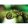 thumbnail image 2 of Bob Stefko 18x13 Gallery Wrapped Canvas Wall Art Titled - Black Tree Fern I, 2 of 4
