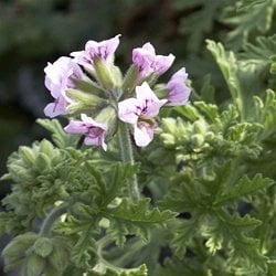Clovers Garden 2 Citronella Mosquito Repellent Plants in 4-Inch Pots – Citrosa Geranium Plant Naturally Repels Mosquitos, No See Ums and Other Flying (Best Place To Plant Geraniums)