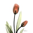 thumbnail image 2 of Red Tulips Poster Print by Albert Koetsier (18 x 24), 2 of 2