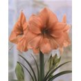 thumbnail image 1 of TASC FLOWER BULBS - AMARYLLIS RILONA- 1 BULB, 1 of 1