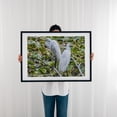 thumbnail image 3 of Great Egrets Perching  - Pennsylvania Photography Bird Wildlife Nature Animal Scenic Water Woodland Black Framed Wall Art Print 12 x 16 inches, 3 of 8