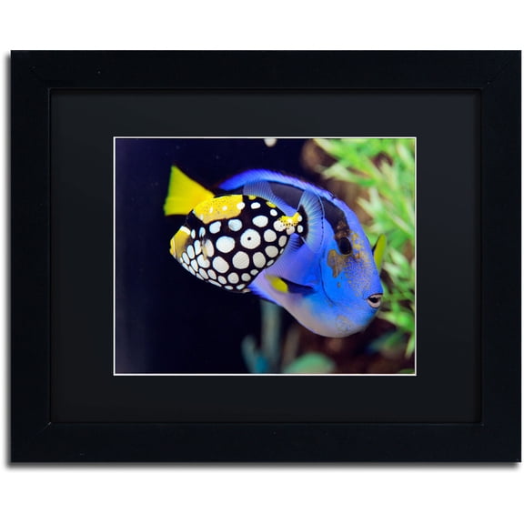 Trademark Fine Art "Colorful Tropical Fish" Canvas Art by Kurt Shaffer, Black Matte, Black Frame