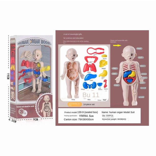Juguetes ilustrativos sobre ciencia y educación para niños
