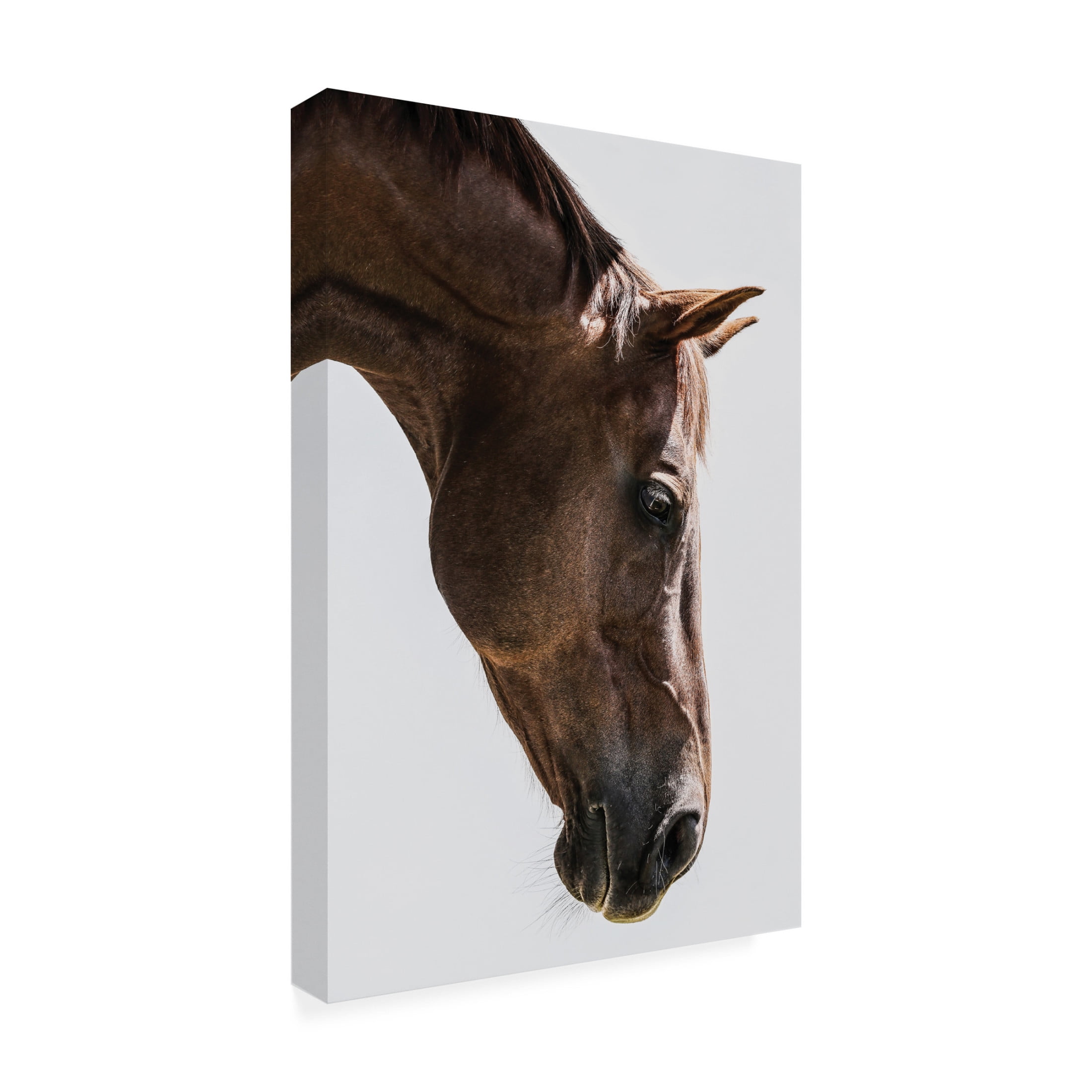 Trademark Fine Art Shot by Clint Russian Canvas Wall Art