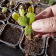 thumbnail image 4 of Christmas Cactus Potting Soil Mix 1qt Ideal for Succulents Cacti and Other Indoor Potted Plantings, 4 of 4
