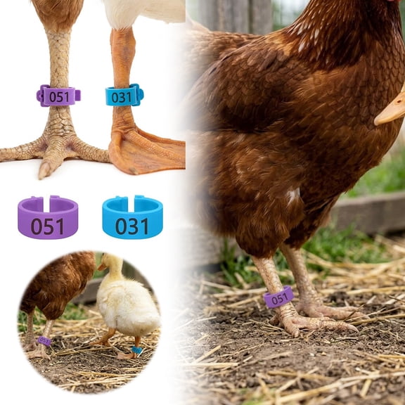 LLDYYDS 100pcs Chicken Leg Bands, 14-22mm Adjustable Poultry Tags, Durable Multi-Colored Hens Identification Leg Rings, Chicken Coop Accessories for Chickens 1.7cm