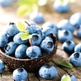 thumbnail image 4 of Expert Gardener Blueberry Climax (1 Dormant Bare Root) GMO Free, Full Sun, Blue, Perennial, 4 of 8