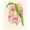thumbnail image 2 of Jean Jules Linden 19x24 Gold Ornate Framed and Double Matted Museum Art Print Titled - Cypripedium Schroderae Ssp (1885-1906), 2 of 4